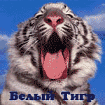 -2-.gif (150x150, 62Kb)