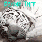 -3.gif (150x150, 73Kb)