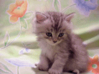sleepy4.gif (200x150, 1908Kb)