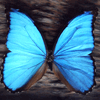 animals129.gif (100x100, 9Kb)
