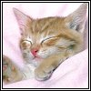 pet_hot_bases6[1].jpg (100x100, 4Kb)