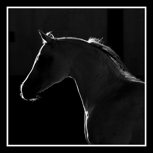 a_7e097f.jpg (500x500, 95Kb)