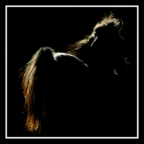 a_5239c0.jpg (500x500, 80Kb)