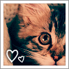 kitty.gif (100x100, 15Kb)