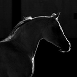 a_7e097f.JPG (150x150, 22Kb)