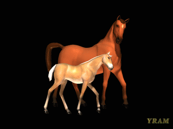 kobsjer1.gif (350x262, 241Kb)