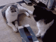 1138278256765.gif (192x144, 404Kb)