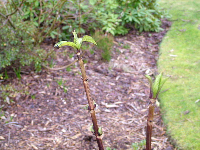 DSCF2315_resize.JPG (700x525, 118Kb)