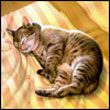000945.jpg (110x110, 6Kb)