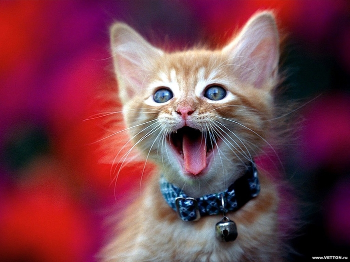 hhhuy.JPG (700x525, 265Kb)