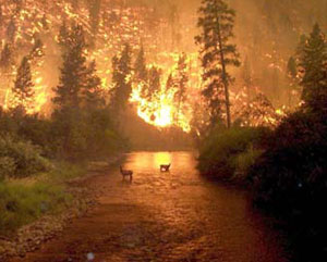 fire2.jpg (300x241, 21Kb)