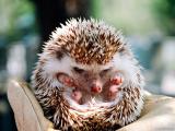 hedgehog_001.jpg (160x120, 5Kb)