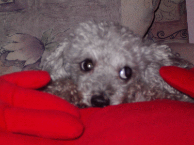 1.gif (400x300, 71Kb)
