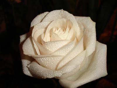 .jpg (400x300, 33Kb)