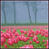av.gif (100x100, 7Kb)