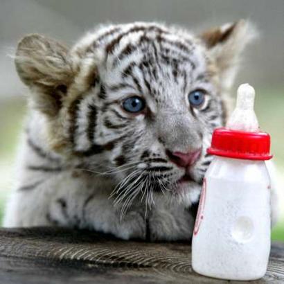 2004_0318_white_tiger_cub.jpg (410x410, 24Kb)