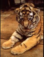 tiger_baby1_1_vj.jpg (154x200, 7Kb)