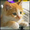 cat24.jpg (100x100, 5Kb)