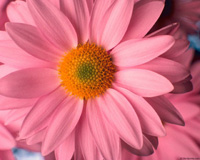 pink_daisy.jpg (200x160, 22Kb)