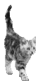cat31.gif (51x116, 13Kb)