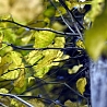 12467_prev_98.jpg (98x98, 12Kb)