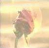 .gif (100x98, 358Kb)