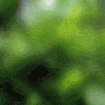 713538_526050.gif (150x150, 101Kb)