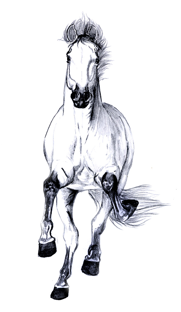 1.jpg (596x1026, 115Kb)