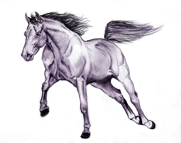 angloarabian.jpg (632x500, 54Kb)