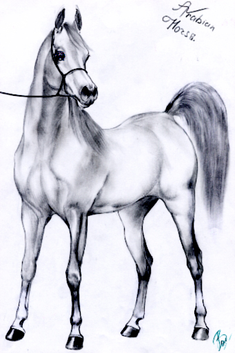 arabian_horse.jpg (341x512, 123Kb)