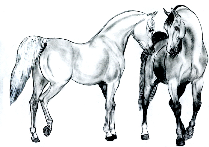 arabians_start.jpg (698x490, 229Kb)