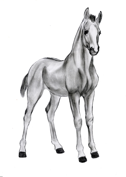 foal.jpg (428x600, 78Kb)