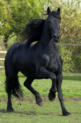 3.jpg (263x400, 68Kb)