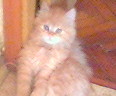 050519_073032.jpg (116x96, 6Kb)