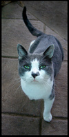 kitty.jpg (100x199, 11Kb)