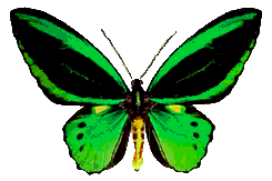 877.gif (245x163, 6Kb)