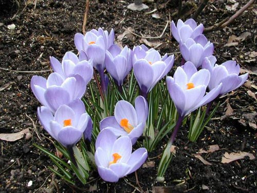 3.jpg (500x375, 58Kb)