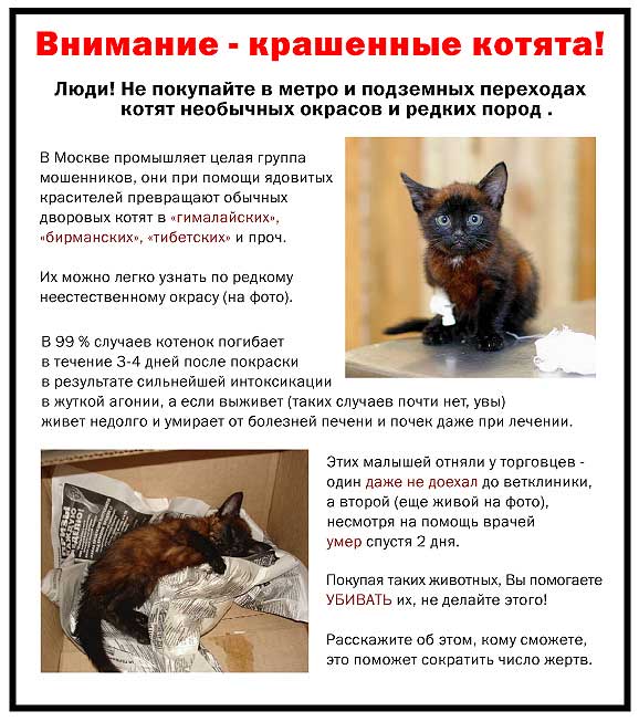 5213365_5104029_kotyata.jpg (578x653, 72Kb)