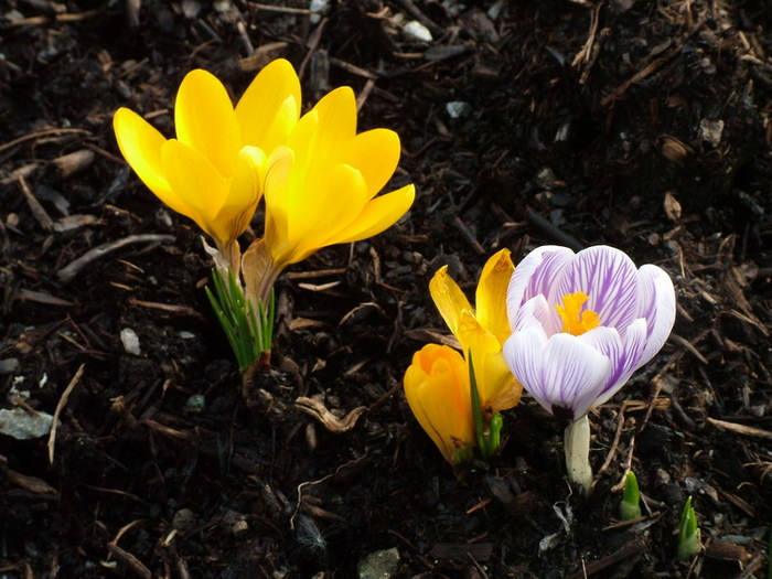 DSCF2380.jpg (700x525, 120Kb)