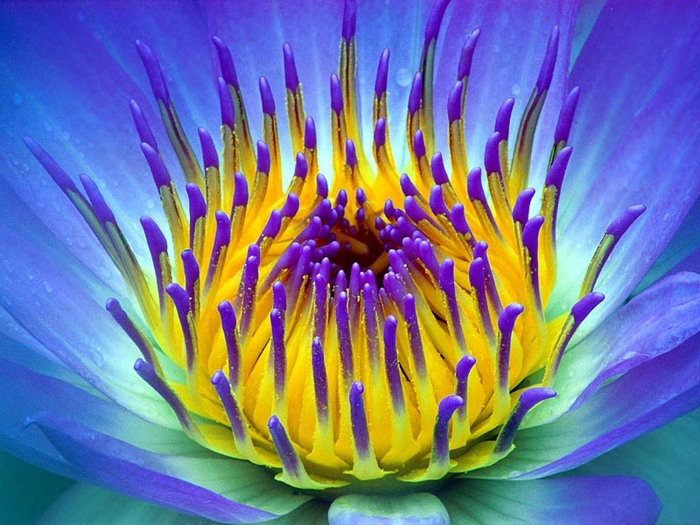 Electric, Water Lily.jpg (700x525, 121Kb)