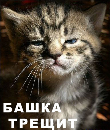 5026456_4960292_cat_bohkatrehit.jpg (384x451, 48Kb)