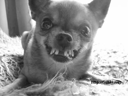 4360608_doggy.jpg (450x337, 20Kb)