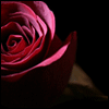 rose43585.gif (100x100, 10Kb)