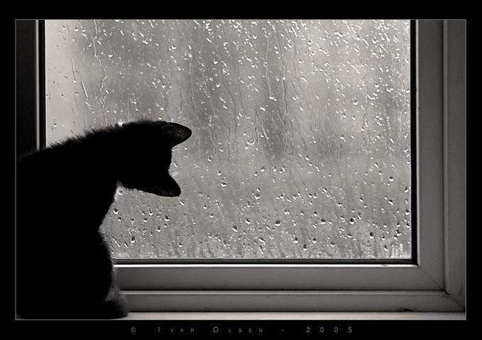 5447136_3718990_3374375_368794_kotik_u_okna1.jpg (679x479, 48Kb)