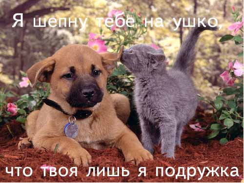 5884354_378092_375812_2717368.jpg (500x375, 30Kb)