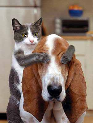 dogandcat.jpeg (301x400, 35Kb)