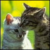 cat19.jpg (100x100, 6Kb)