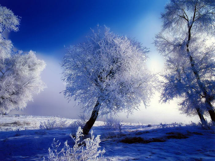 5516726_pbfvf.jpg (700x525, 100Kb)
