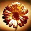 e152.jpg (100x100, 11Kb)