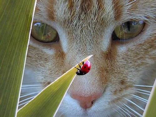 15.jpg (500x375, 45Kb)